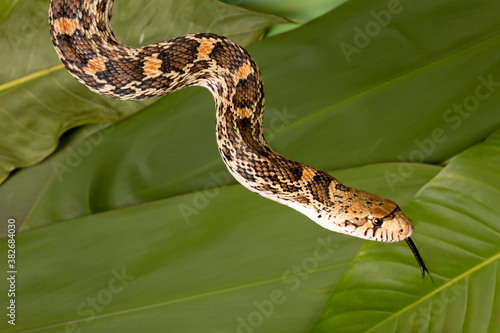 Fotografie Tongue of snake