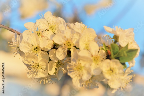 yellow flowers in spring