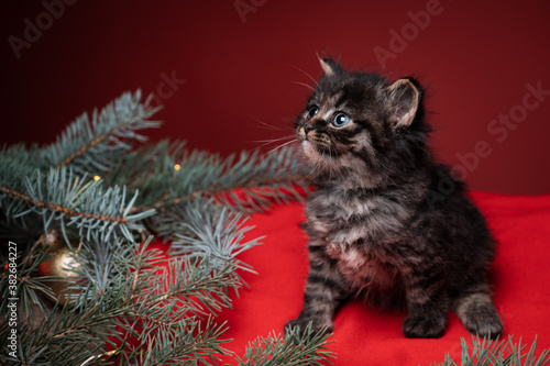 Black norvegian forrest kitten looking away on a red pillow, in a Christmas scenario.