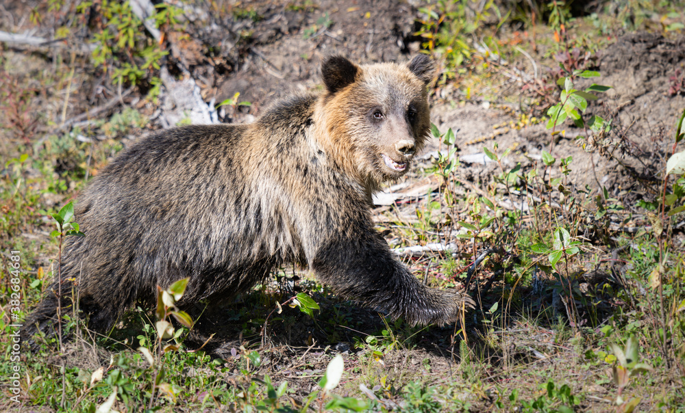 Fototapeta premium Grizzly bear