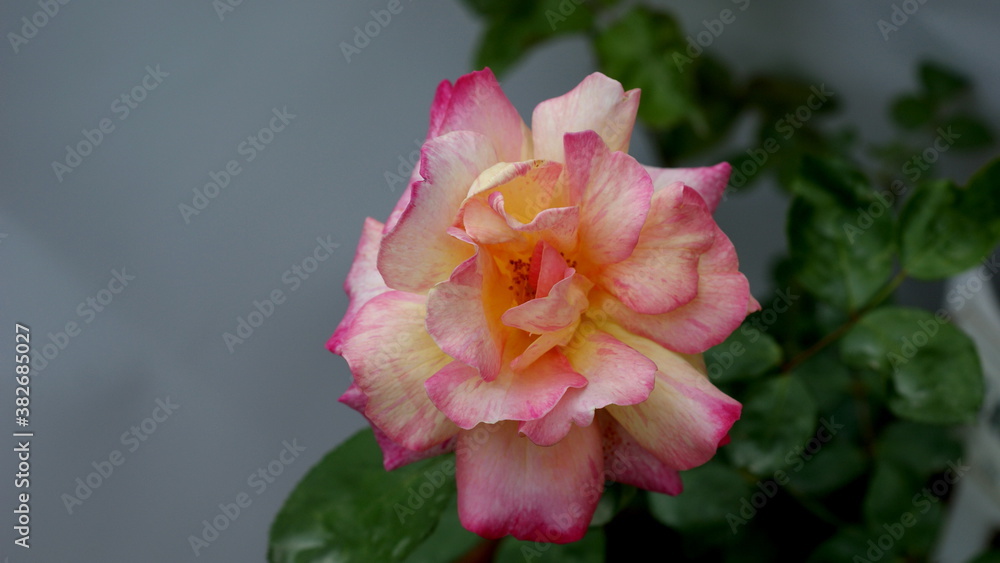 Fototapeta premium Rose Collection