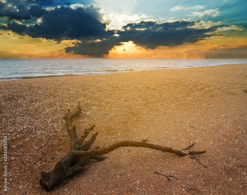 dry tree trunk lie on a sandy sea beach at the sunset dry tree trunk lie on a sandy sea beach at the sunset