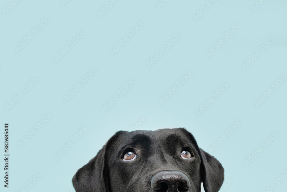 Close-up  hide black labrador dog looking up giving you whale eye. Isolated on colored blue background.