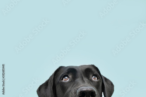 Valokuva Close-up  hide black labrador dog looking up giving you whale eye
