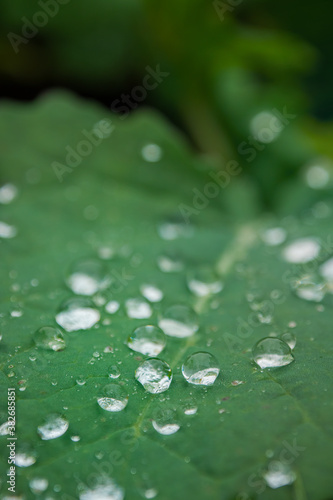 Water Dew Drops on a leaf