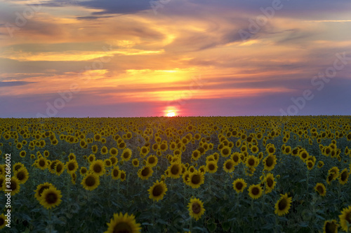field of sunflowers at sunset