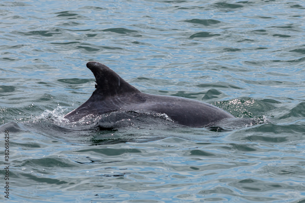 Obraz premium Delfin