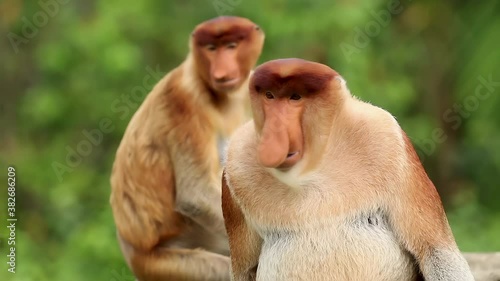 A Proboscis Monkey (Nasalis larvatus) with a repeatedly stunned and shocked facial expression in the tropical rainforest of Borneo
