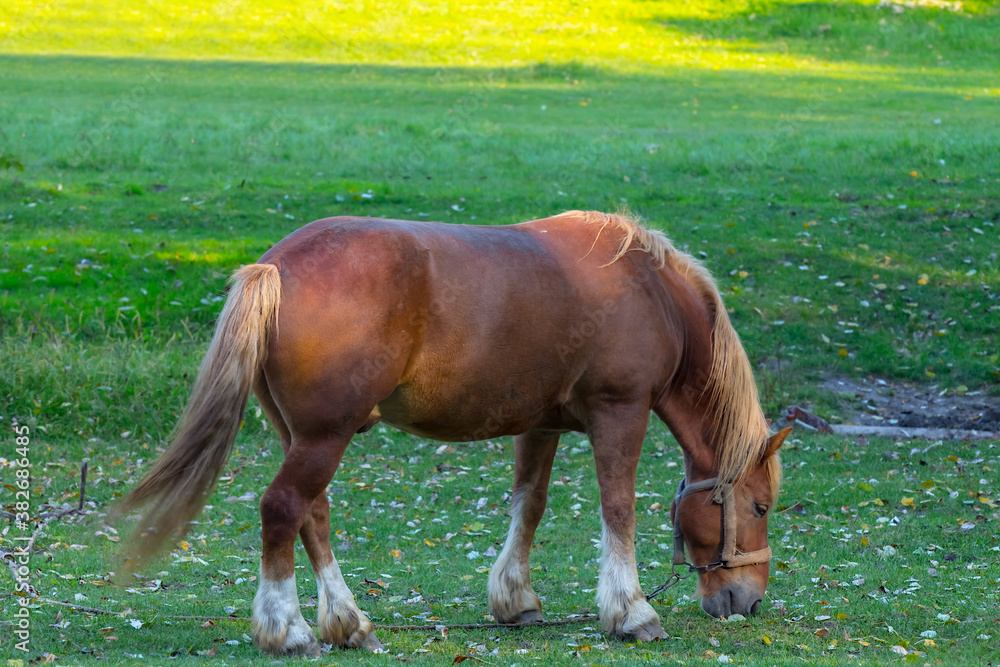 alone brown horse graze on a green pasture, beautiful countryside background alone brown horse graze on a green pasture, beautiful countryside background