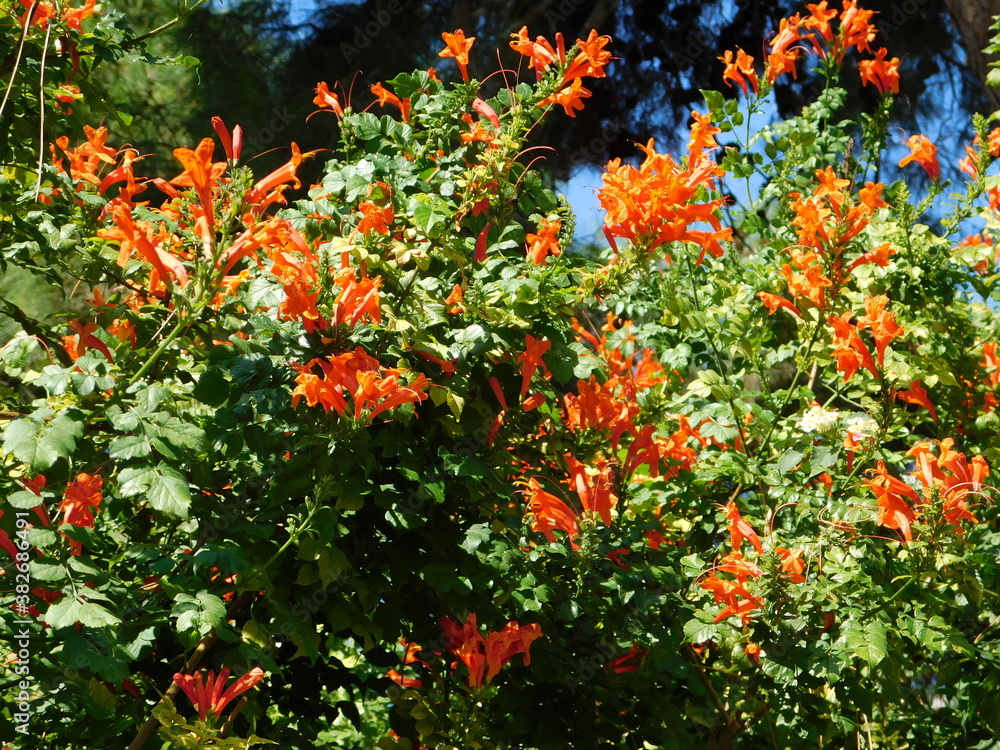 A cape honeysuckle, or Tecomariacapensis hedge with orange red flowers in Glyfada, Attica, Greece