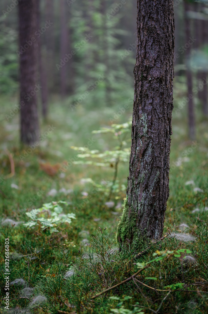 Obraz premium Foggy Woodland Photo with shallow depth of field good background