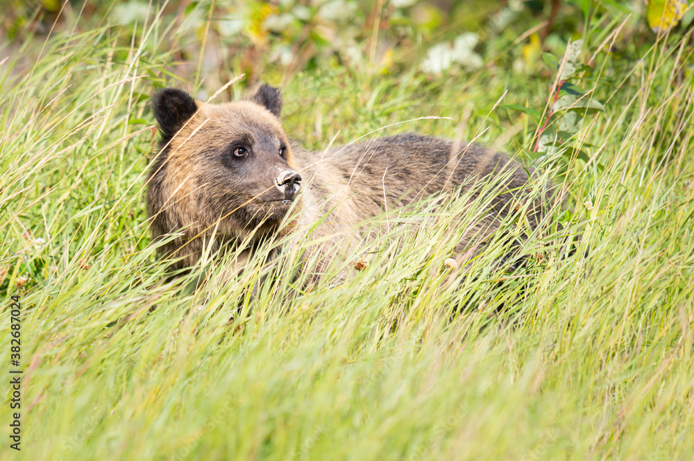 Fototapeta premium Grizzly bear in the wild