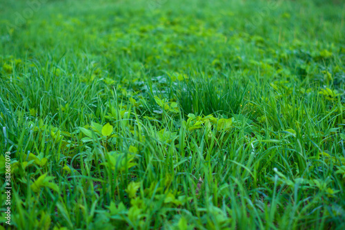 Green meadow grass field summer background
