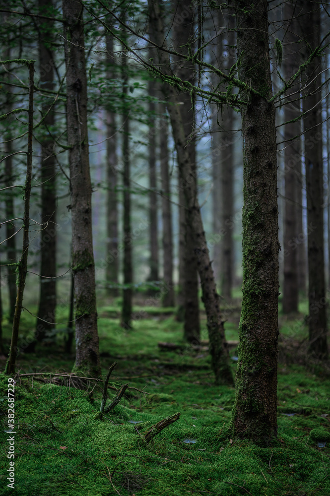 Foggy Woodland Photo with shallow depth of field good background Foggy Woodland Photo with shallow depth of field good background