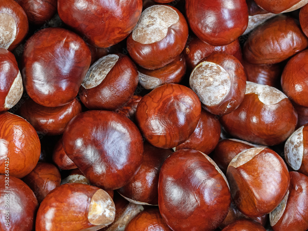 Früchte der Rosskastanie, Aesculus hippocastanum Früchte der Rosskastanie, Aesculus hippocastanum