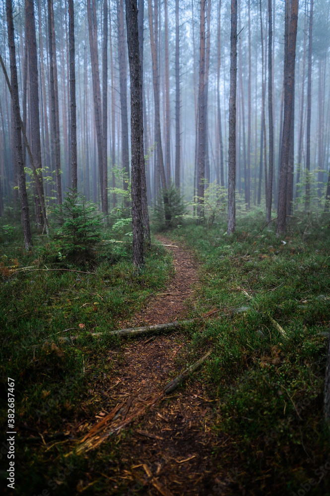 Obraz premium Foggy Woodland Photo with shallow depth of field good background