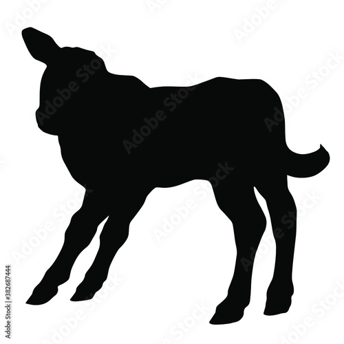 Hand drawn vector silhouette of standing calf isolated on white background. Black and white  stock illustration of baby cow.