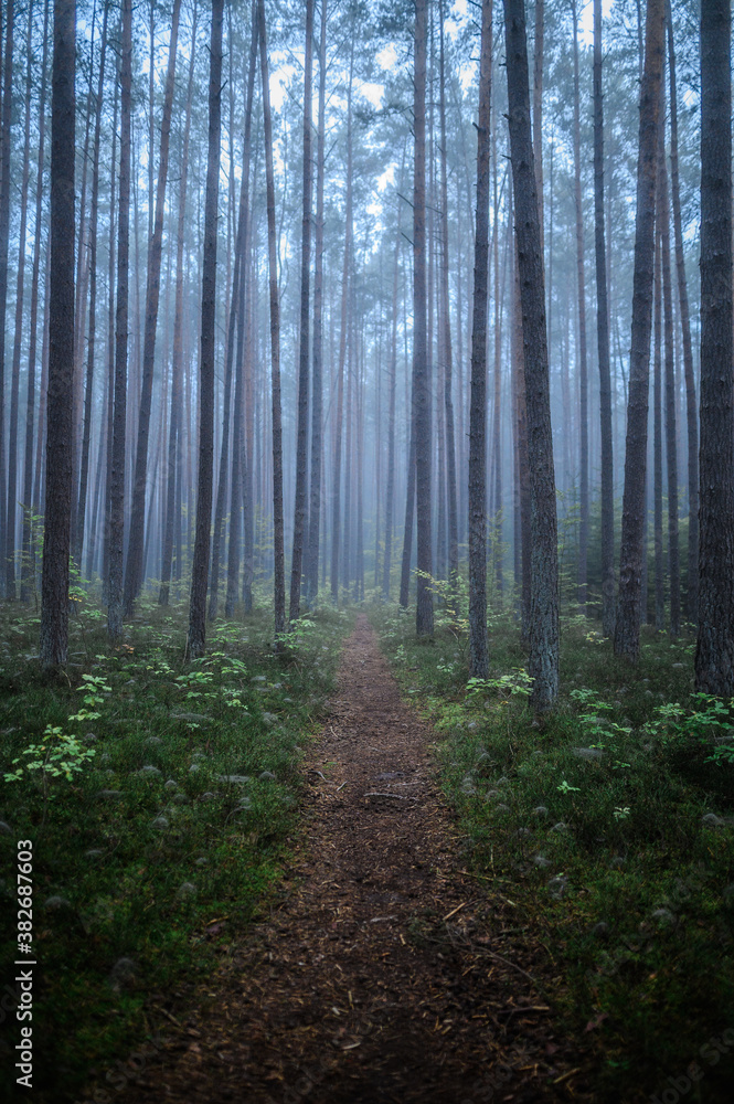 Foggy Woodland Photo with shallow depth of field good background Foggy Woodland Photo with shallow depth of field good background