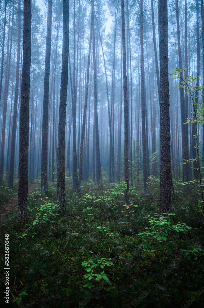 Naklejka premium Foggy Woodland Photo with shallow depth of field good background