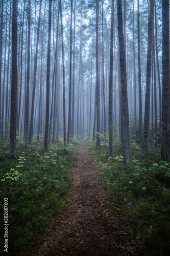 Foggy Woodland Photo with shallow depth of field good background