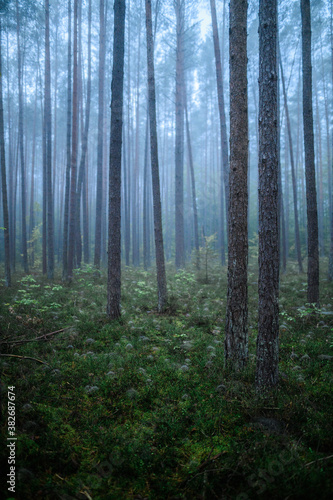 Foggy Woodland Photo with shallow depth of field good background