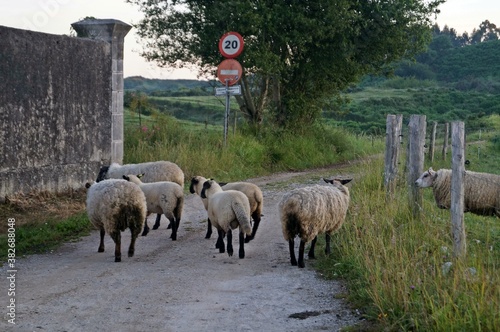 Ovelhas na trilha do Caminho de Santiago em Vidiago / Espanha