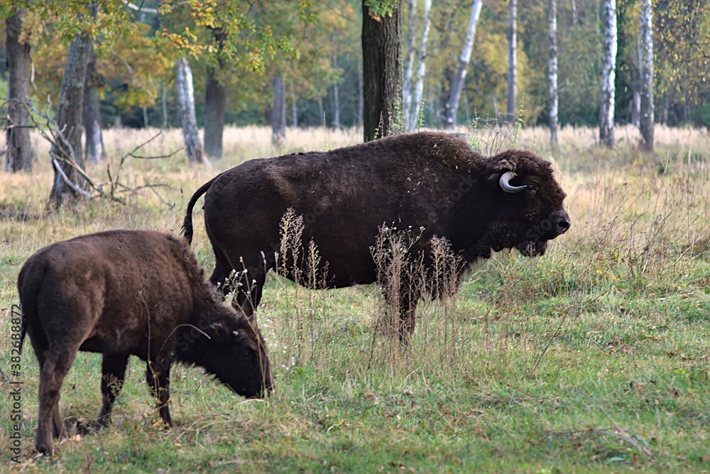 bison grazing autumn grass in a forest clearing