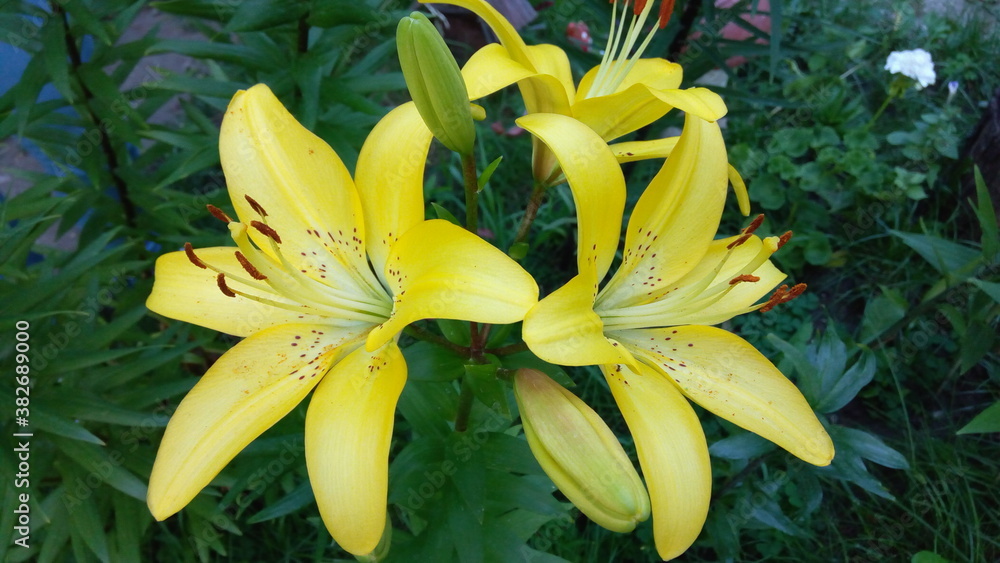 Obraz premium flower, yellow, nature, lily, plant, garden, spring, green, blossom, flowers, beauty, bloom, petal, flora, white, beautiful, lilies, macro, floral, petals, summer, orange, daffodil, lilly, fresh