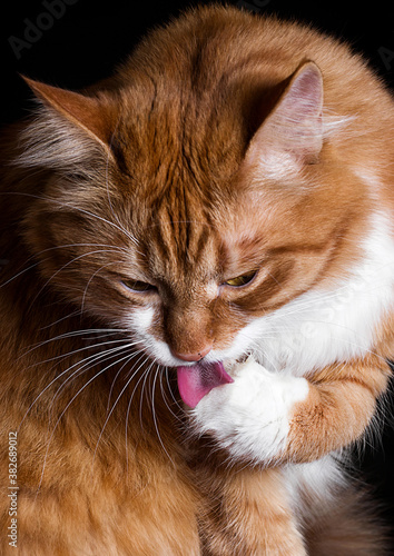 ginger cat licks its paw
