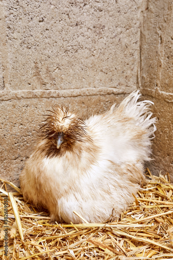 une poule de race nègre de soie blanche mouillée dans un poulailler avec de  la paille Photos