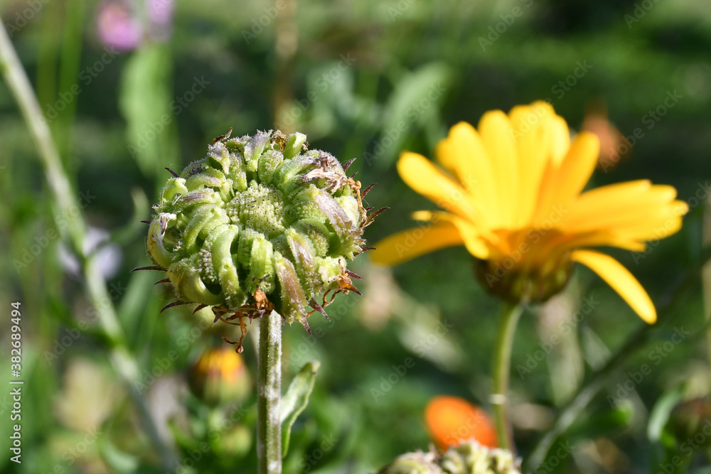 The immature fruit of the medical calendula with seeds in the garden on a blurred background of flowers and grass. The immature fruit of the medical calendula with seeds in the garden on a blurred background of flowers and grass.