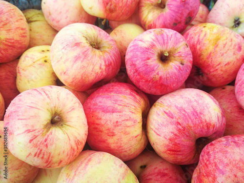 Ripe fresh apples in a basket. Autumn farm harvest.