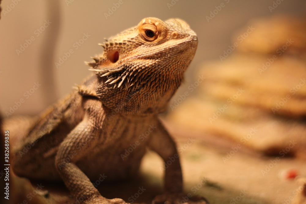 Fototapeta premium Domestic Adolescent Bearded Dragon Basking