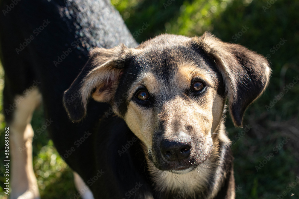 faithful dog looks friendship love beauty faithful dog looks friendship love beauty