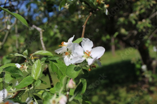 Fototapeta Naklejka Na Ścianę i Meble -  white apple tree flowers