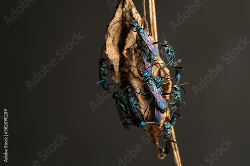 The Blue Mud Dauber on nest background photo