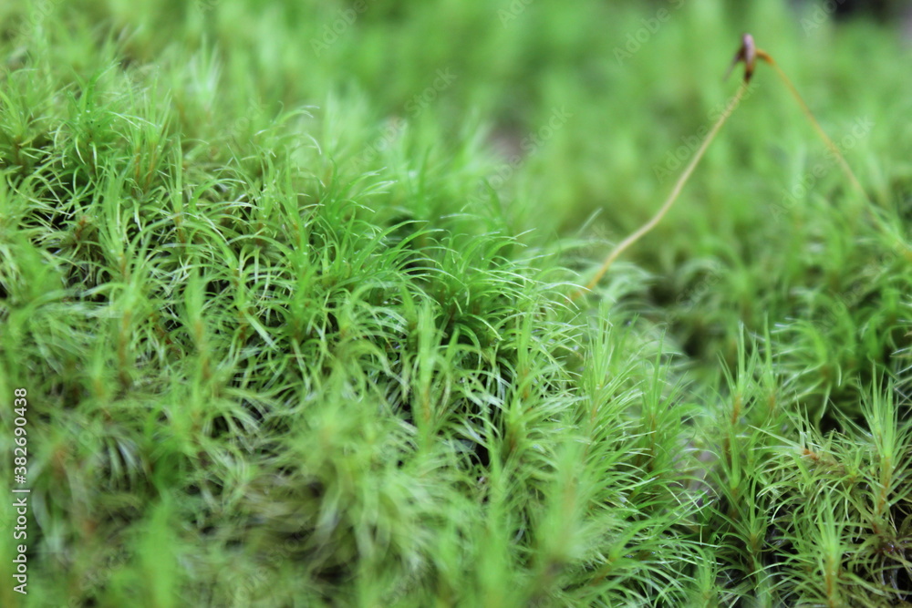 moss that looks like grass