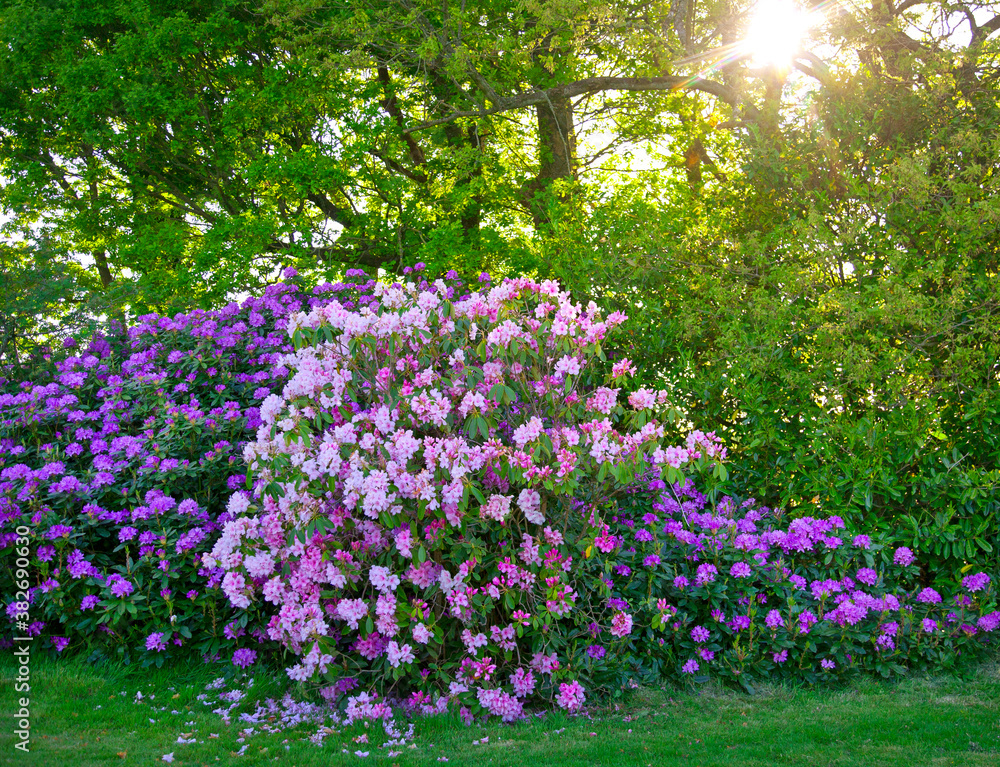 Rhododendron bushes growing in a garden with a canopy of trees in the background on a sunny spring day