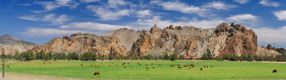Herd of cattle grazing in a pasture at Smith Rock Oregon