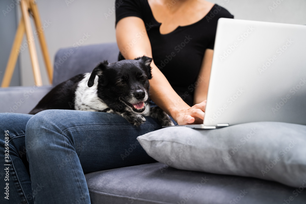 Women Surfing Internet Or Shopping On Laptop On Couch Women Surfing Internet Or Shopping On Laptop On Couch