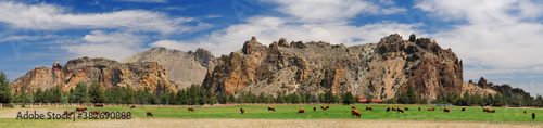 Photography Herd of cattle grazing on a ranch at Smith Rock Oregon