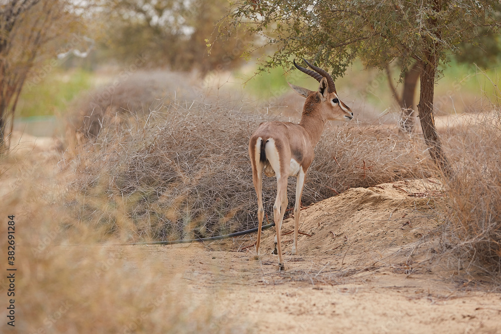 The Arabian sand gazelle also known as the sand gazelle or reem is a ...