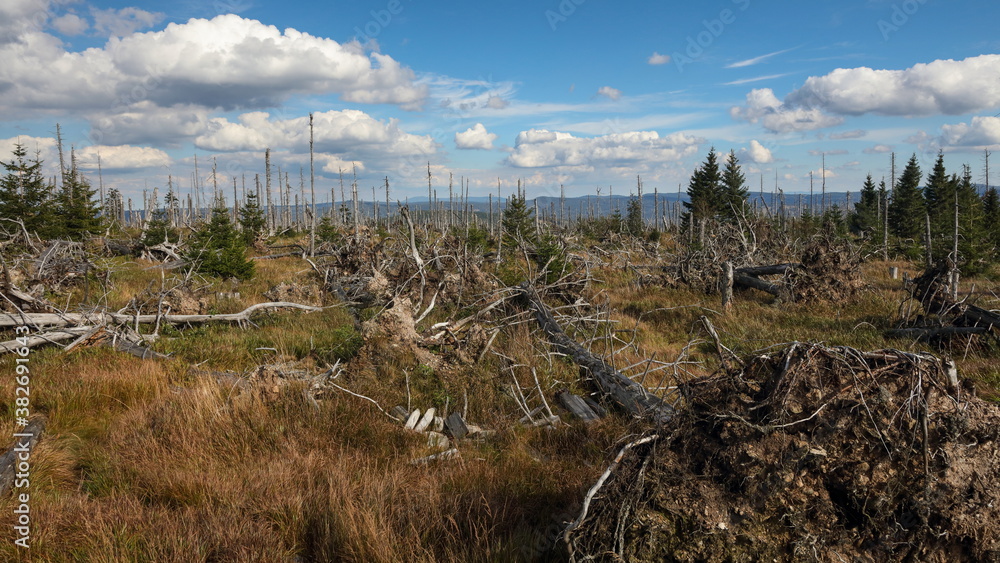 Obraz premium Withered trees during sunset at Polednik mountain, Sumava National Park