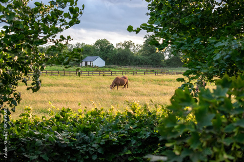 Equestrian Grazing Meadow in Kildare, Ireland