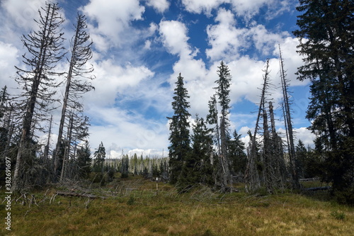 Withered trees during sunset in Sumava National Park