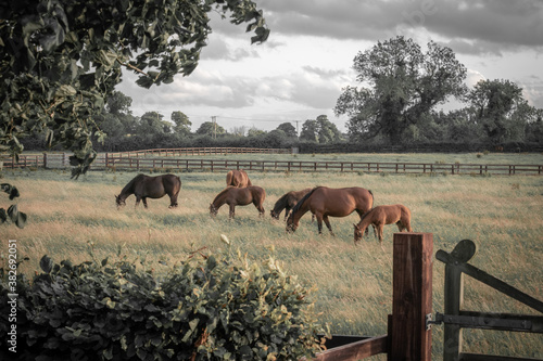 Equestrian Grazing Meadow in Kildare, Ireland
