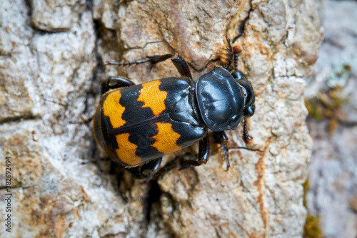 Close-up of a gravedigger beetle (Nicrophorus investigator) on a tree trunk  photo