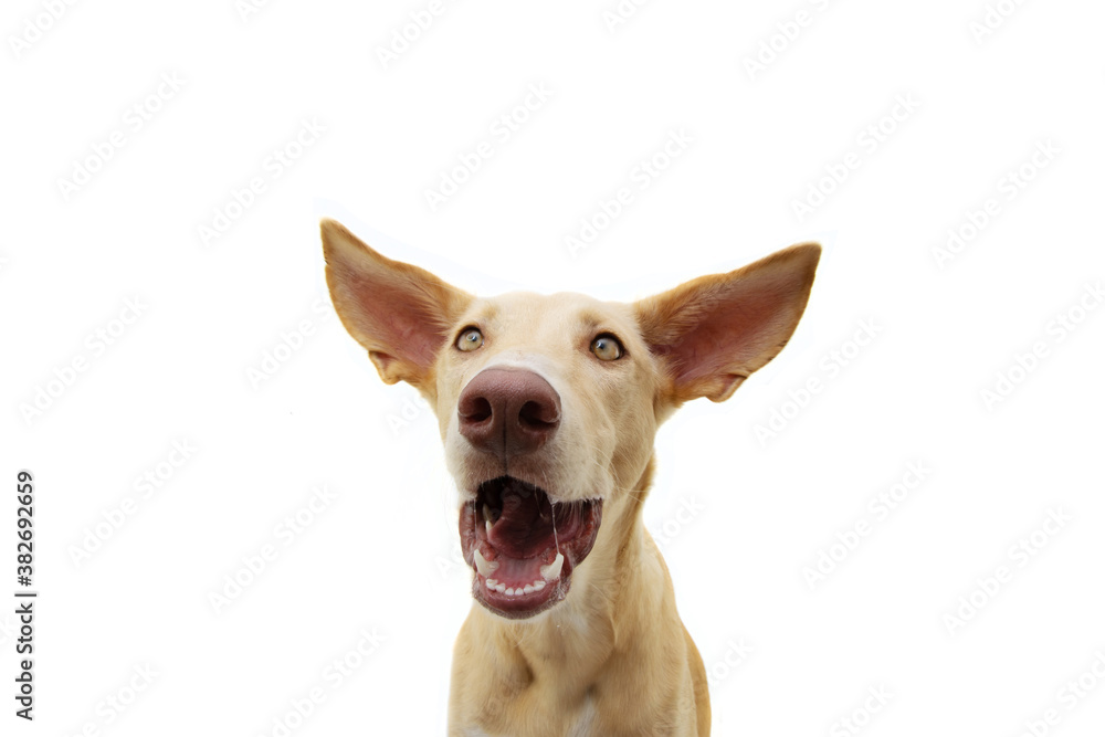 Funny surprised puppy dog face expression with big ears. Isolated on white background.