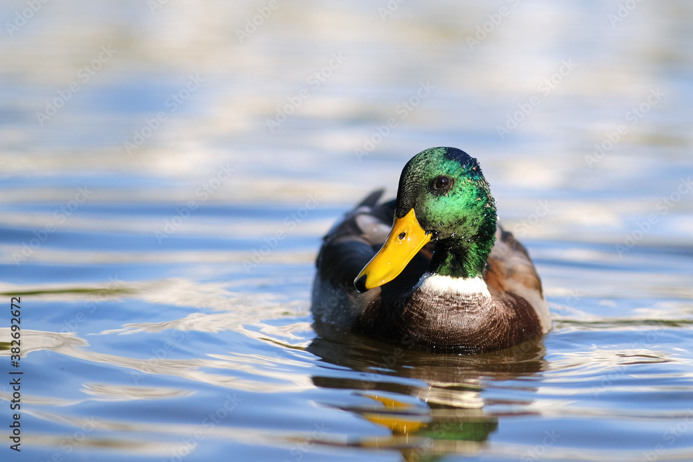 Fototapeta premium A bright-colored Drake swims in a lake or river with blue water under a Sunny landscape. Birds and animals in the concept of wild nature.