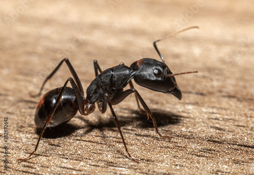 The giant black ant Camponotus Xerxes